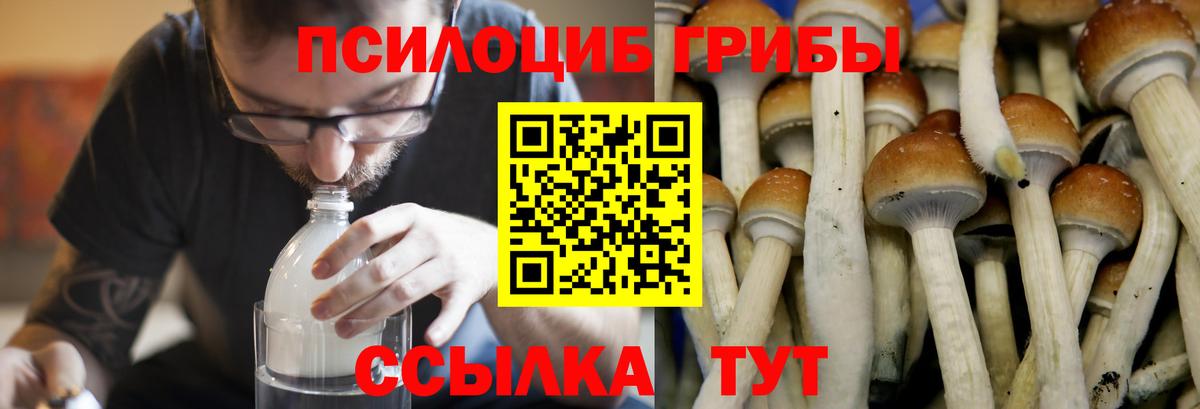 Губкинский  Галлюциногенные грибы мицелий  Псилоцибиновые грибы Psilocybine cubensis  Вход с VPN 